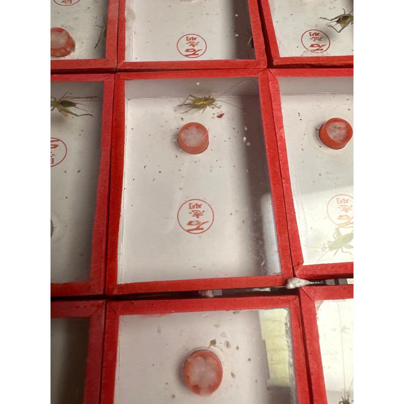 黑六鸣虫——石志明人工大黄蛉