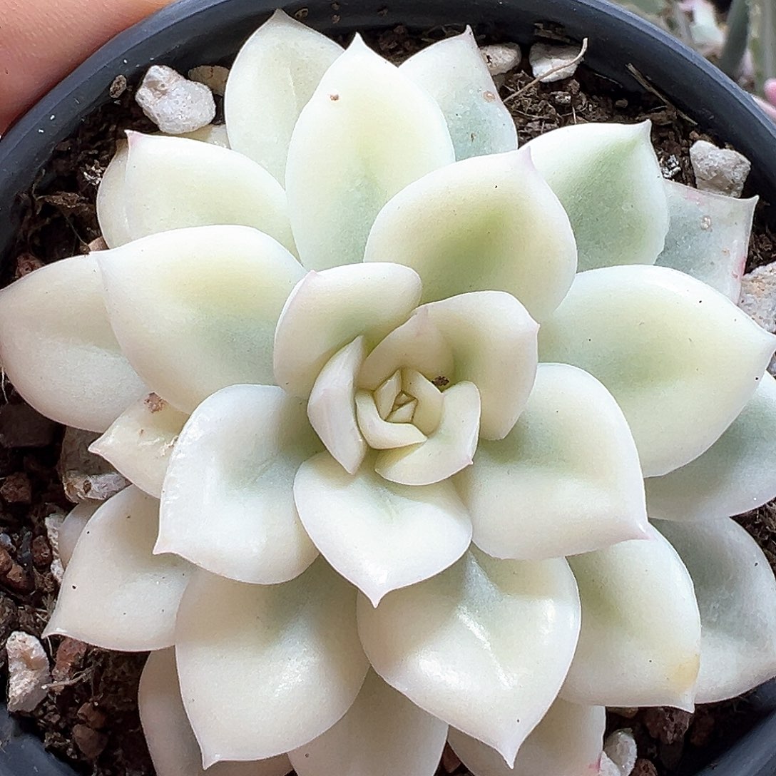 宽锦月亮仙子锦 小方花圃一物一拍