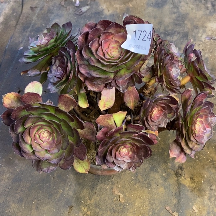 抹茶多肉断头不包1724