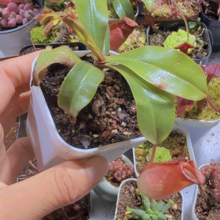 猪笼草新品福利一颗