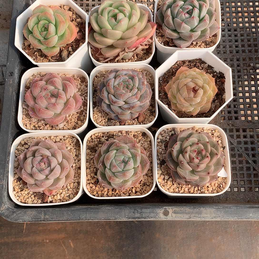 杂交糖心珍妮9颗混19号