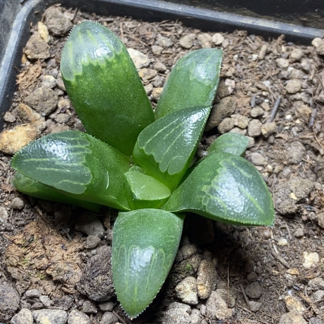 你***爸是是是是是是是是是寿