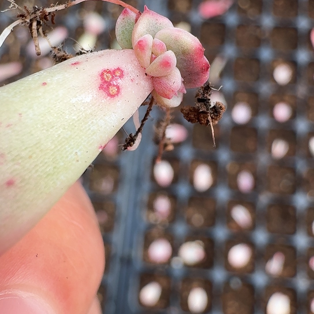 叶片覆轮盲盒一物一拍