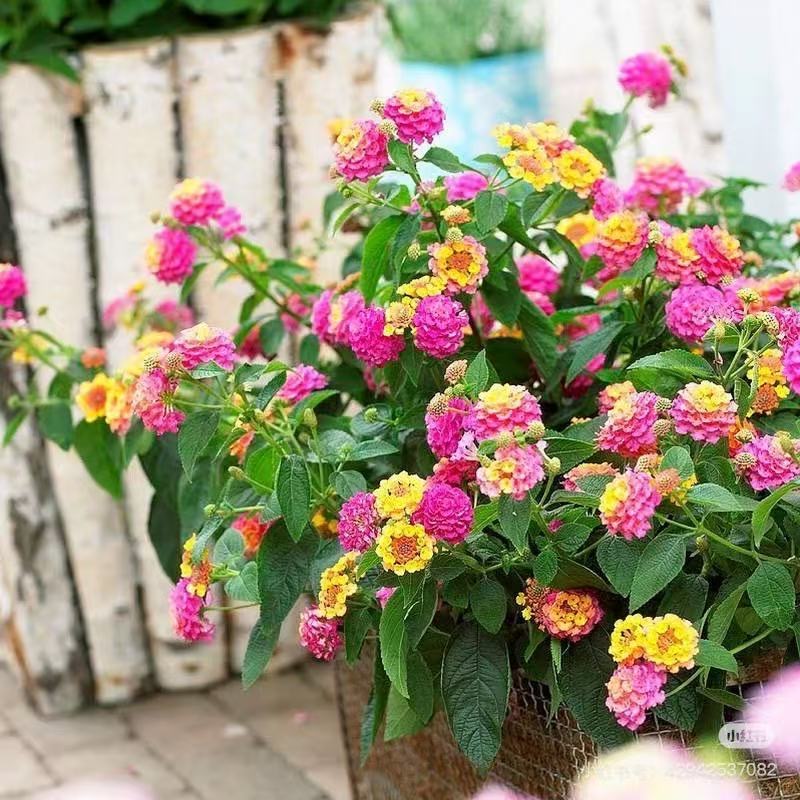五色梅盆栽带花苞五彩绣球花苗室内驱蚊草阳台庭院四季开花绿植物