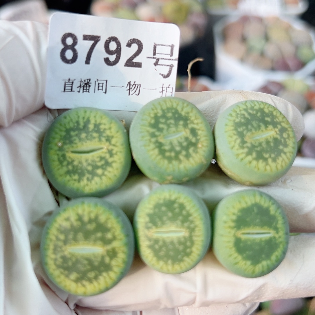 8792六个绿光阳2cm左右