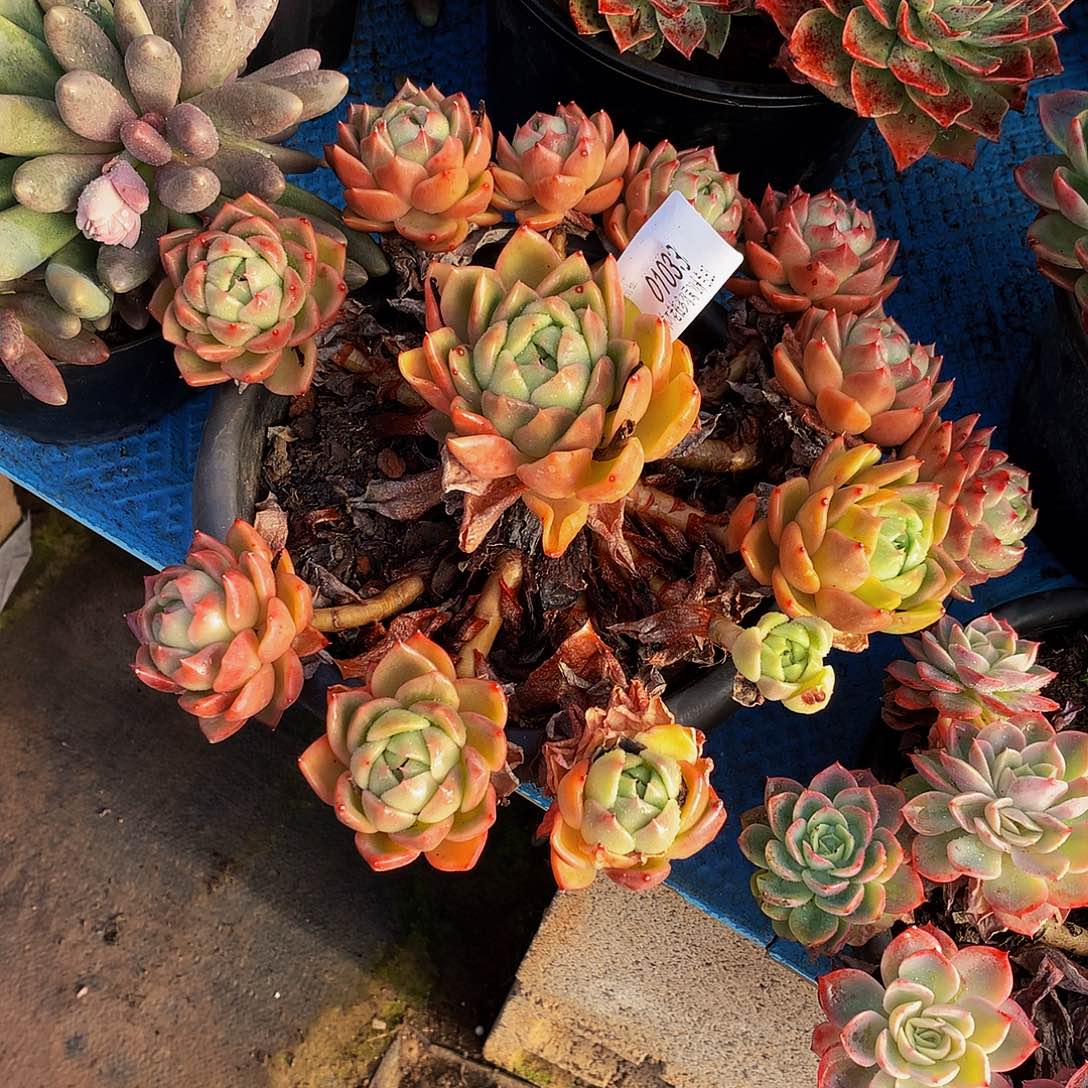 独***秋   白玫瑰多肉01033