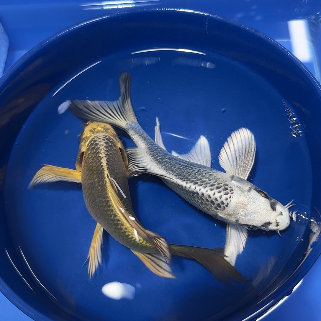 蝴蝶鲤鱼一金一银