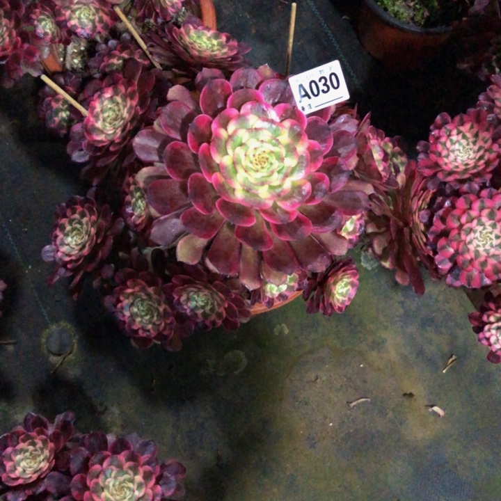 黑金钢多肉03000000000