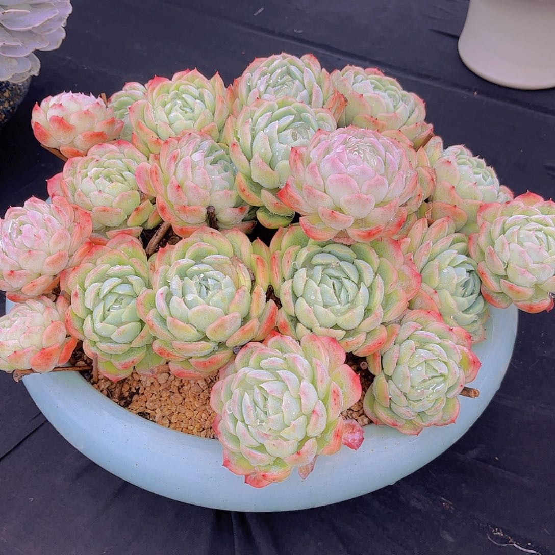 无*多肉植物保护