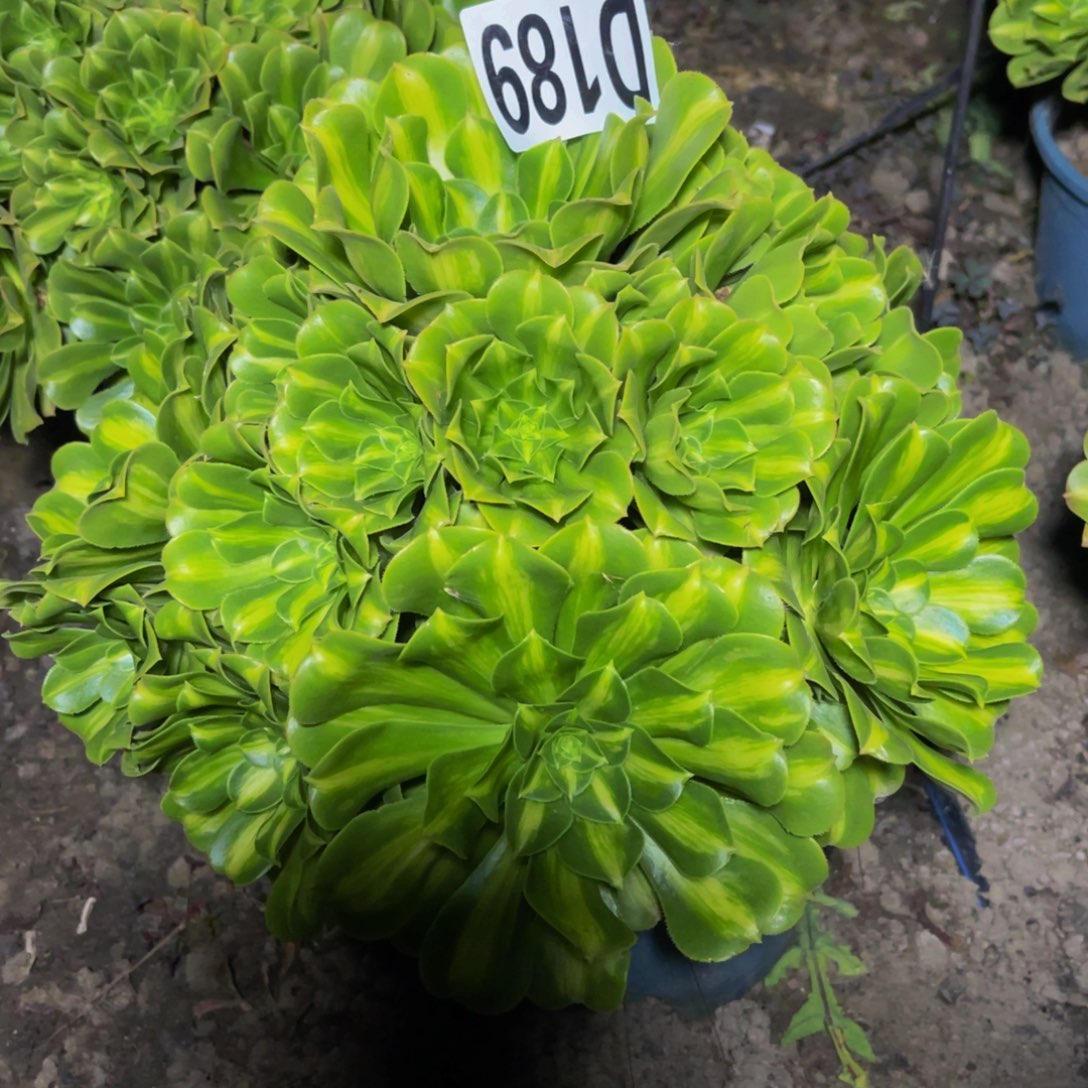 二代翡翠26//////47