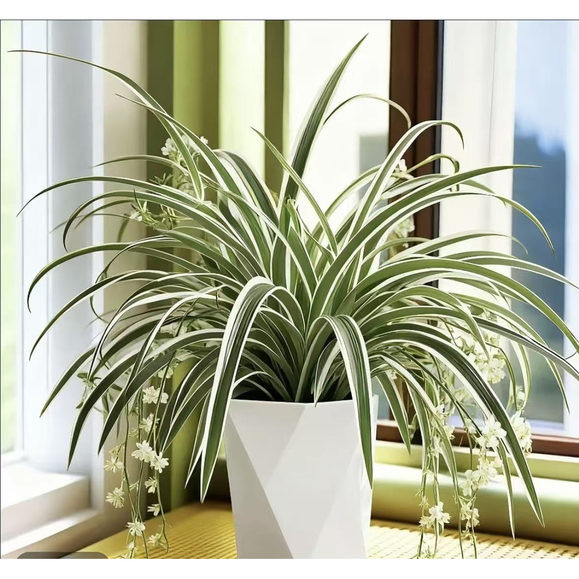 金边吊兰青叶吊兰盆栽垂吊花卉室内阳台办公室绿植好养吸除甲醛