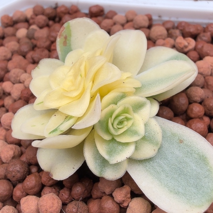 不知道什么锦一一一27