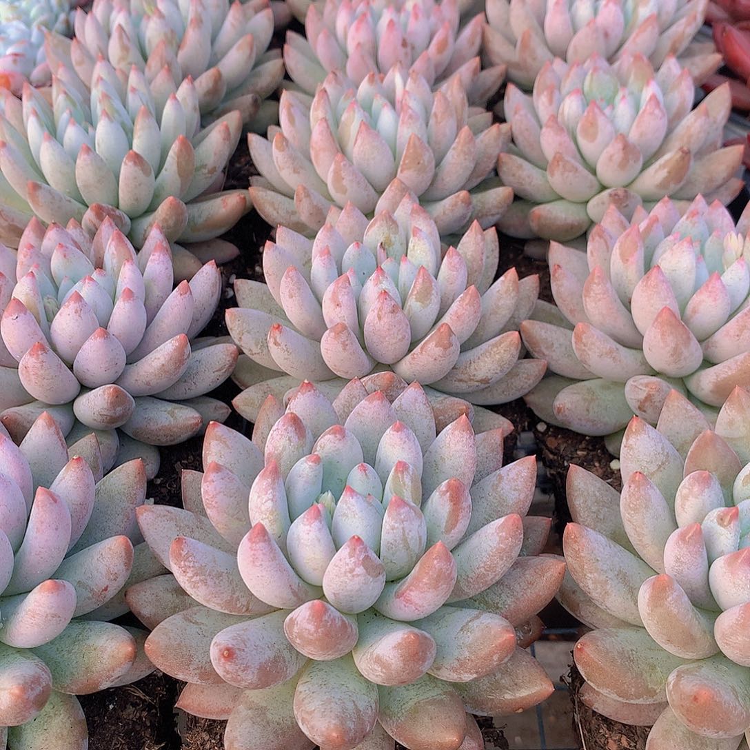 所罗门大单头46778999000