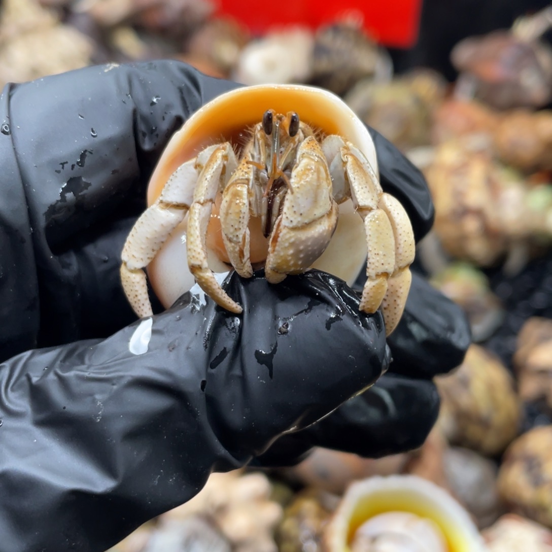 不退不换谢谢支持16号