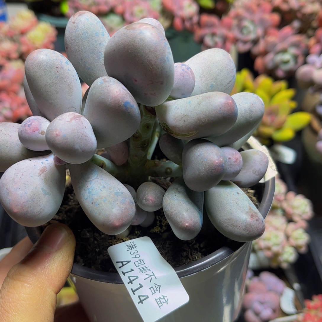 1414米可奶12厘米多肉