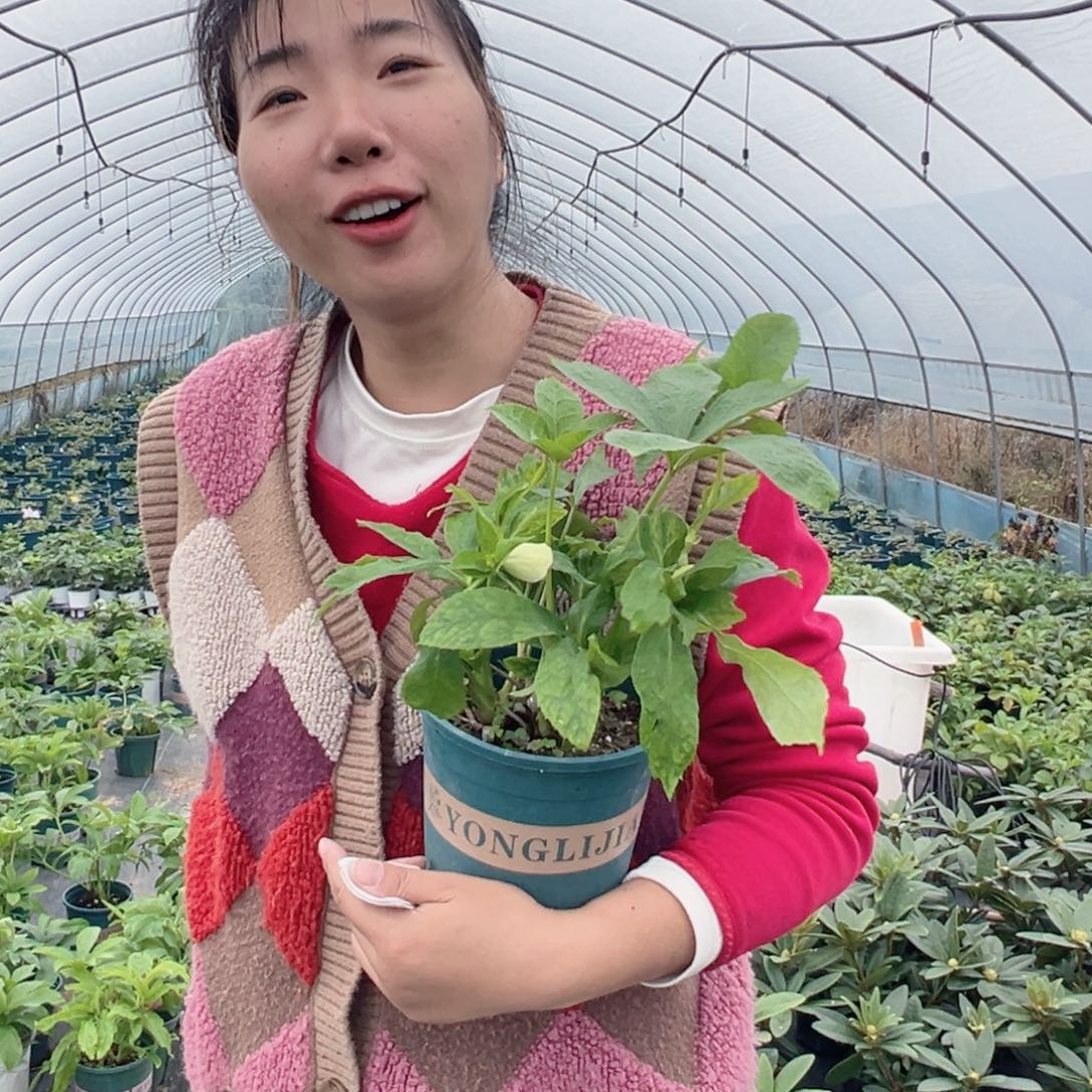 当前无花朵，栽培后可花朵