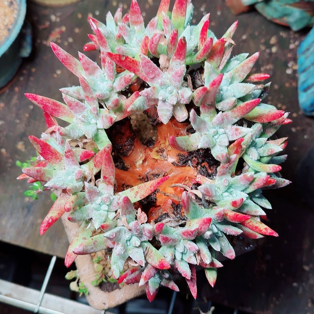 9521蓦然一白菊多肉