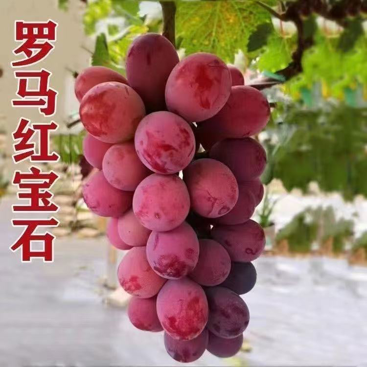罗马红宝石葡萄树苗新品种无核葡萄苗南北方种植盆栽地栽当年结果