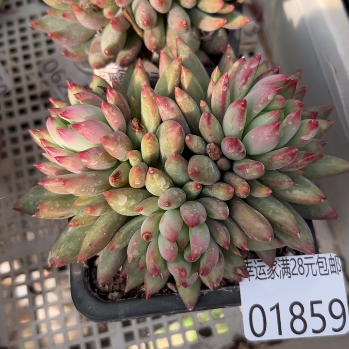 幸运的人会遇到你喜欢