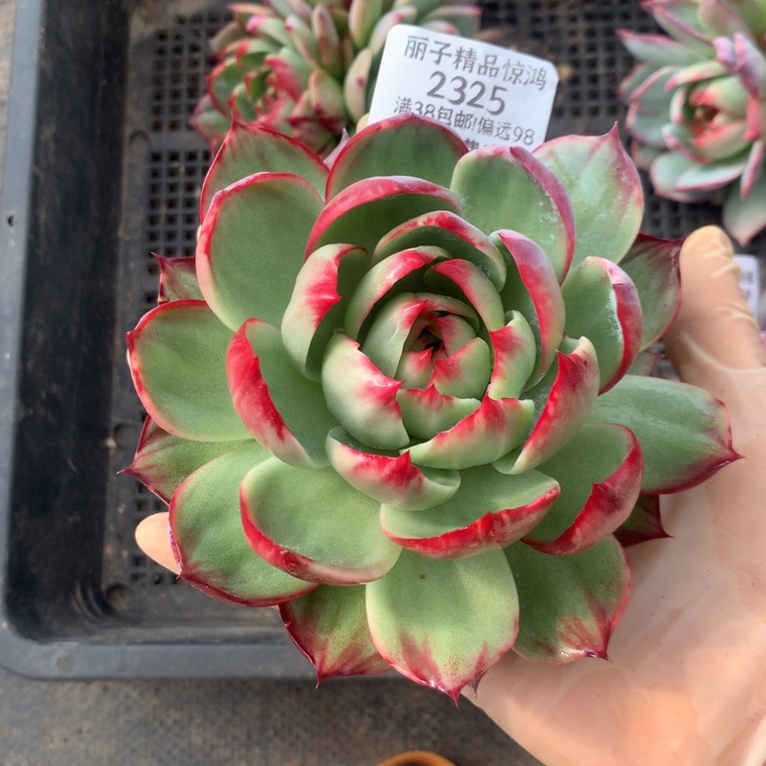 2325号多肉植物惊鸿12厘米