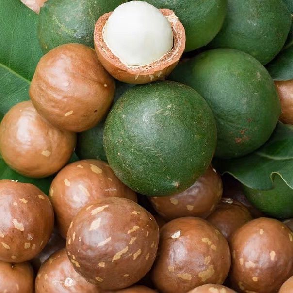 【云南直发】新鲜带壳夏威夷果500g当季现摘现发 原味生果 健康零食