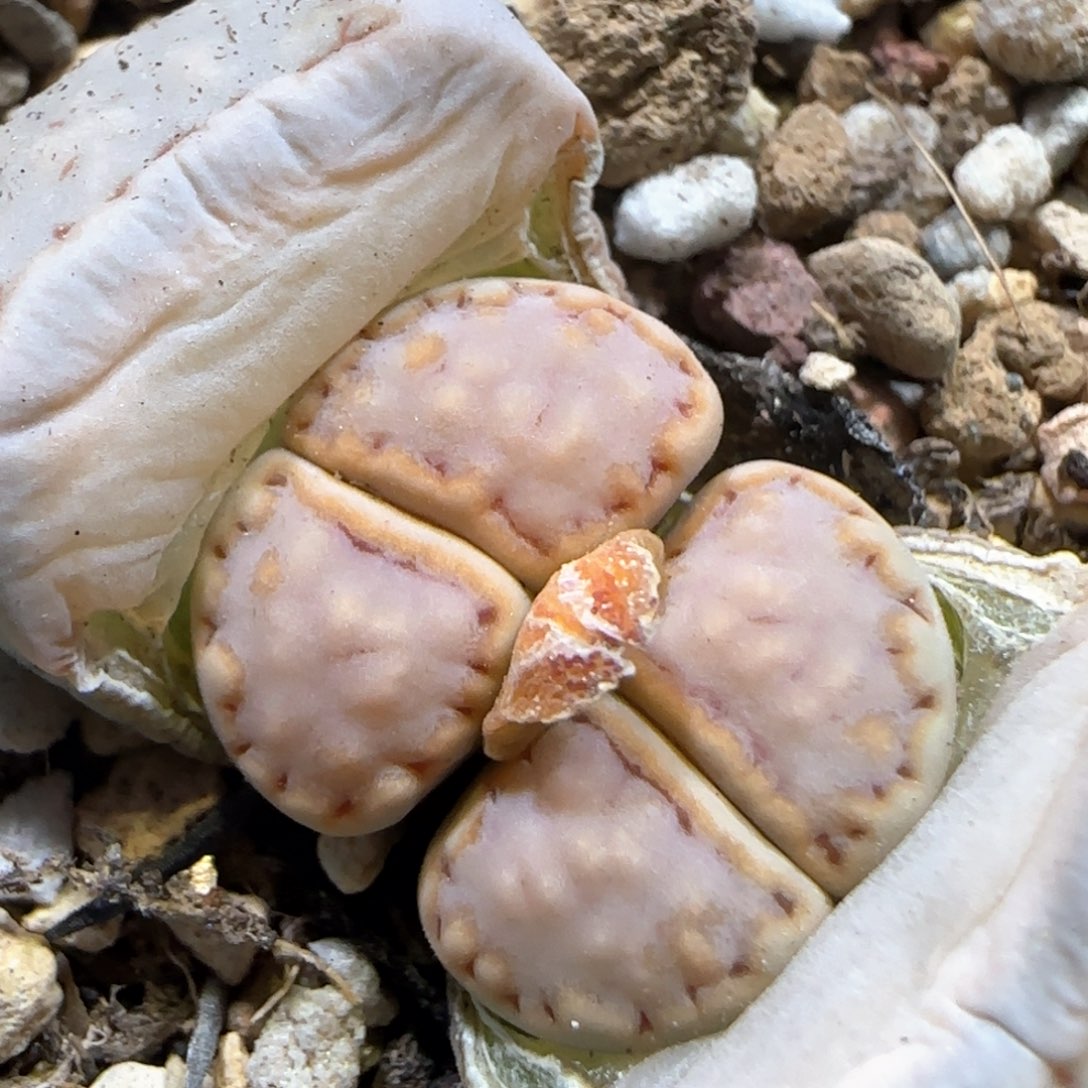 2.22。糖霜饼干。5034