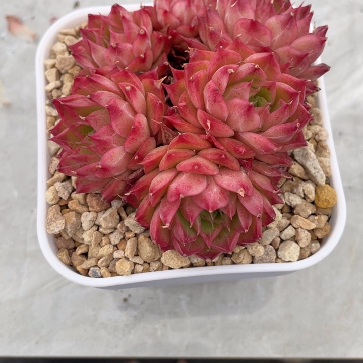 草莓蛋糕6头群生9公分以上