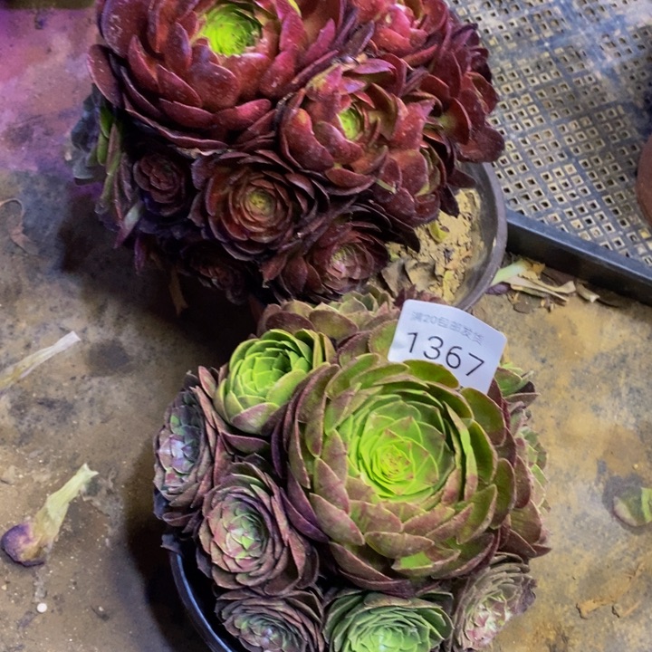 两盆多肉断头不包1367