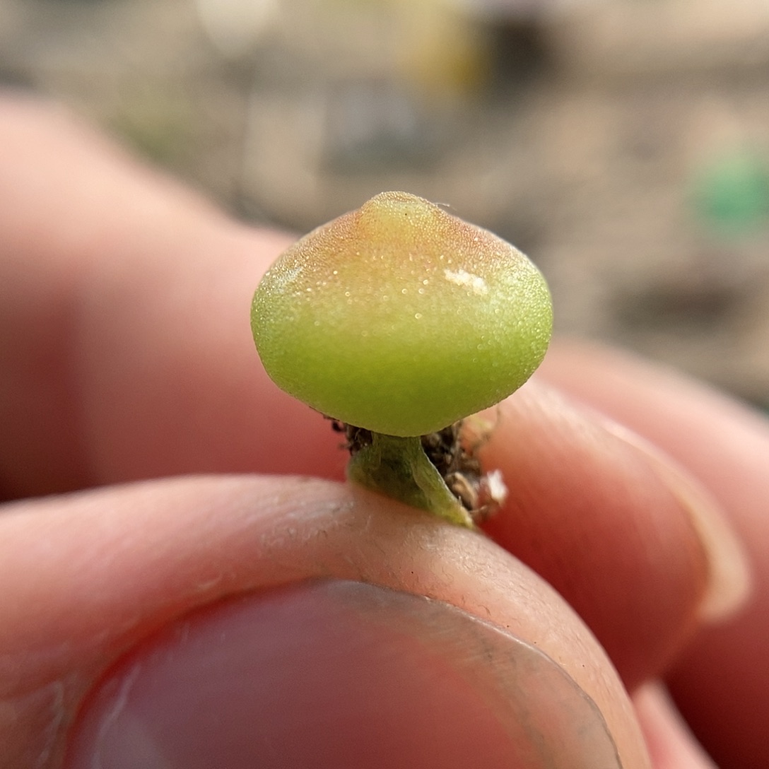 哈墨灯泡一颗三年包邮