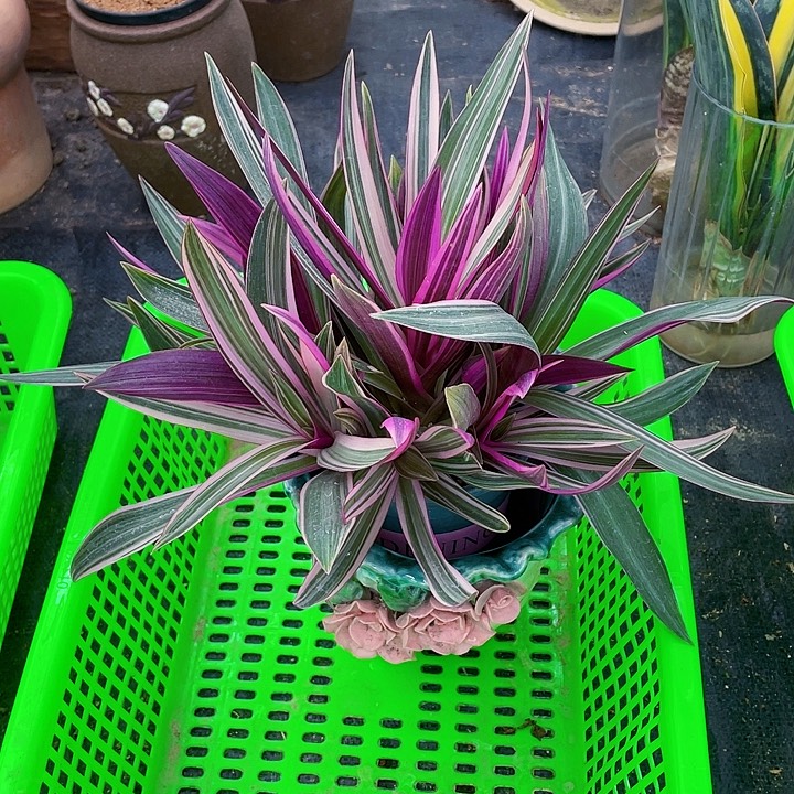 完全开放紫露兰带加仑盆