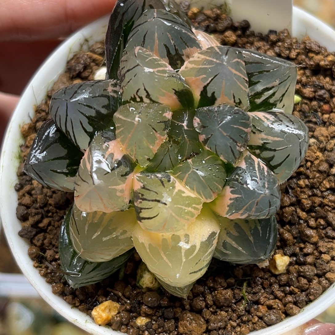 62龙爪玉露锦带仔福利专场