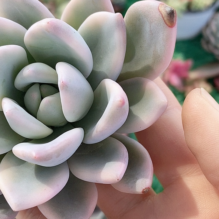 奥普一物一拍一物一拍，