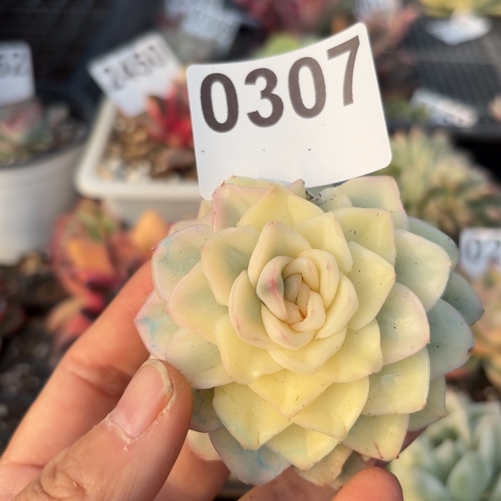 多肉植物满18包邮当场凑单