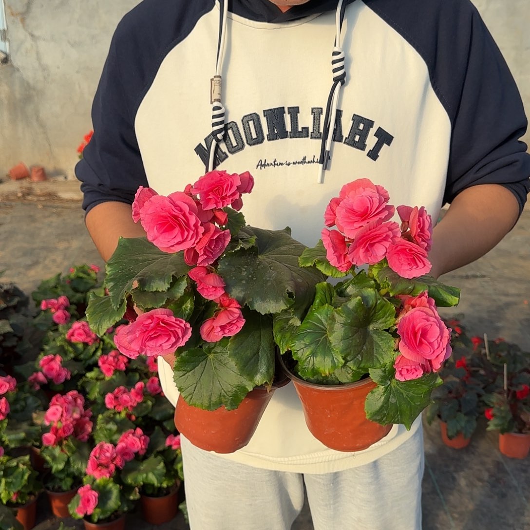 福利风暴两颗，掉花折叶正常介意勿拍，不拍保温冻死不售后