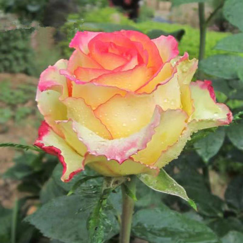 阿班斯   四季灌木月季