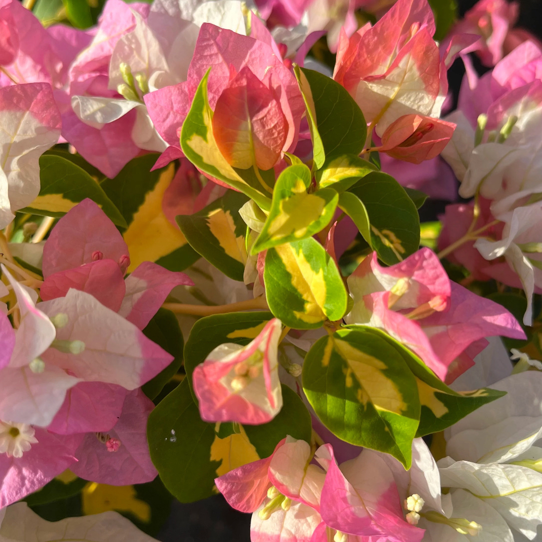 森朴【三角梅扦插枝条】粗细随机无根系不售后