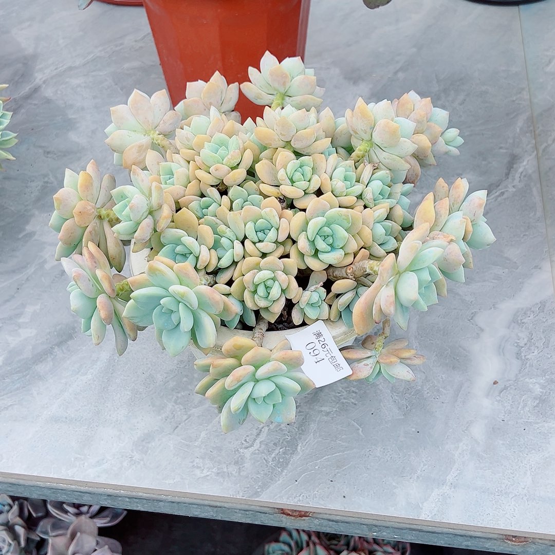 k***h094露凝香多肉植物