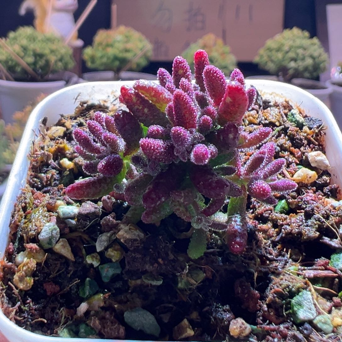 209红麒麟一物一拍包开箱