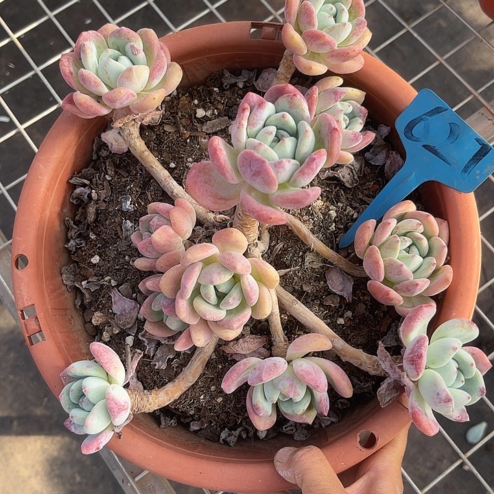 晨语多肉，一物一拍627网