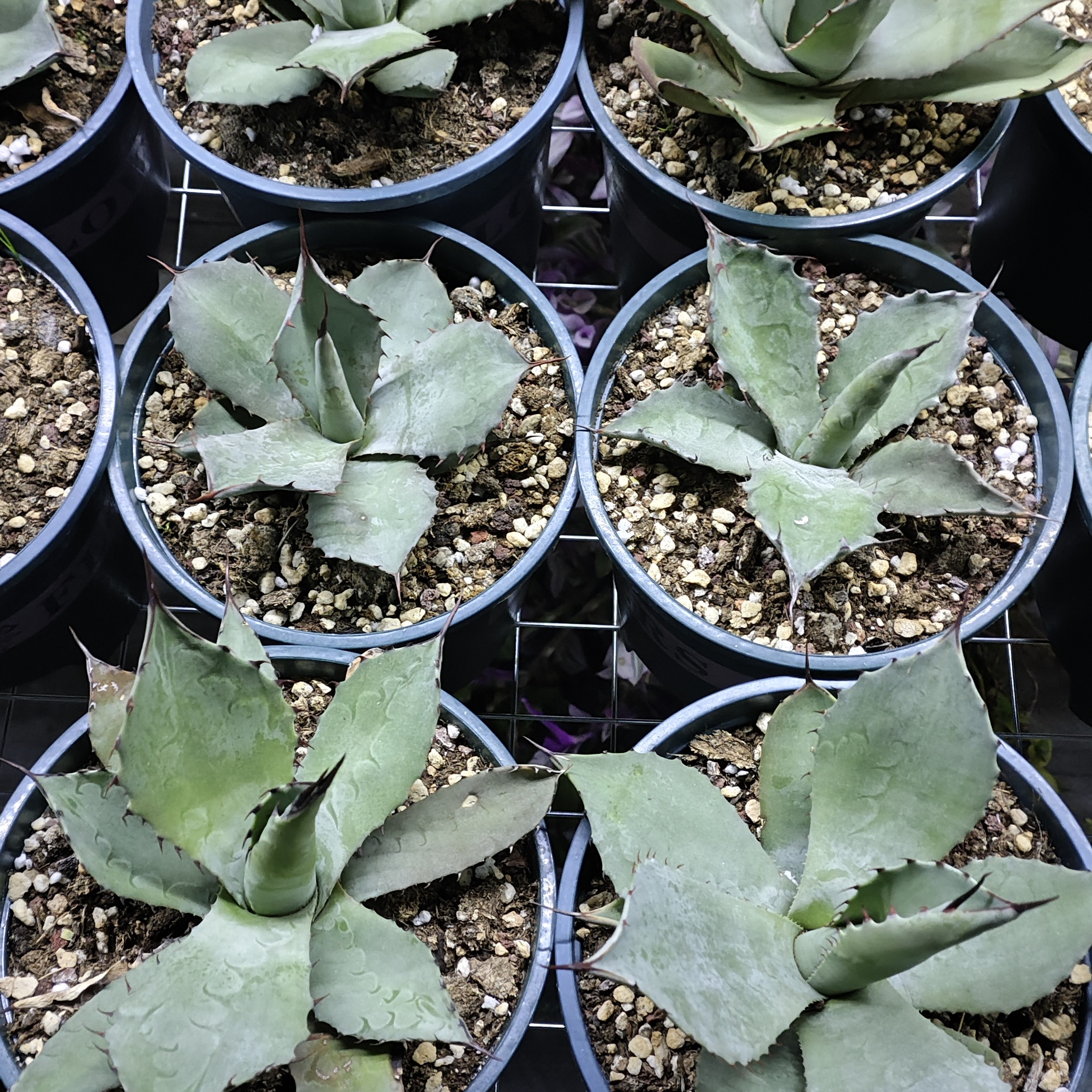 适合阳台庭院的好养虚空藏龙舌兰多肉植物盆栽