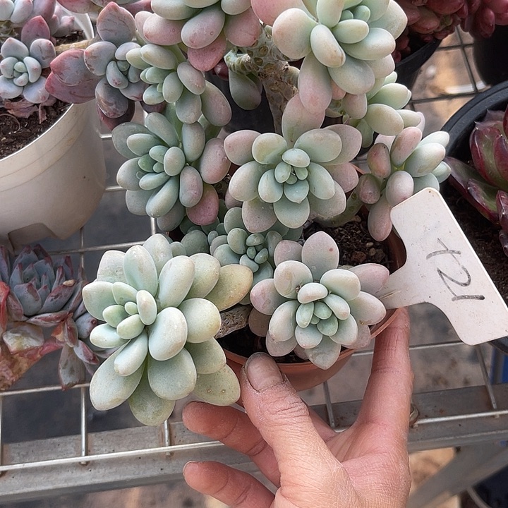 两单包邮，一物一拍21洛神 