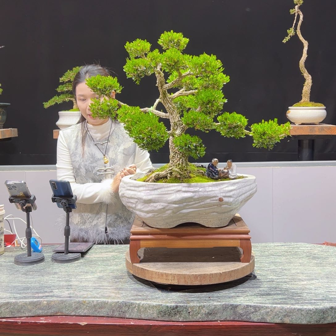 绿植黄杨盆景盆景