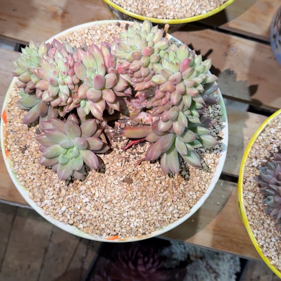 美人系多肉植物链接