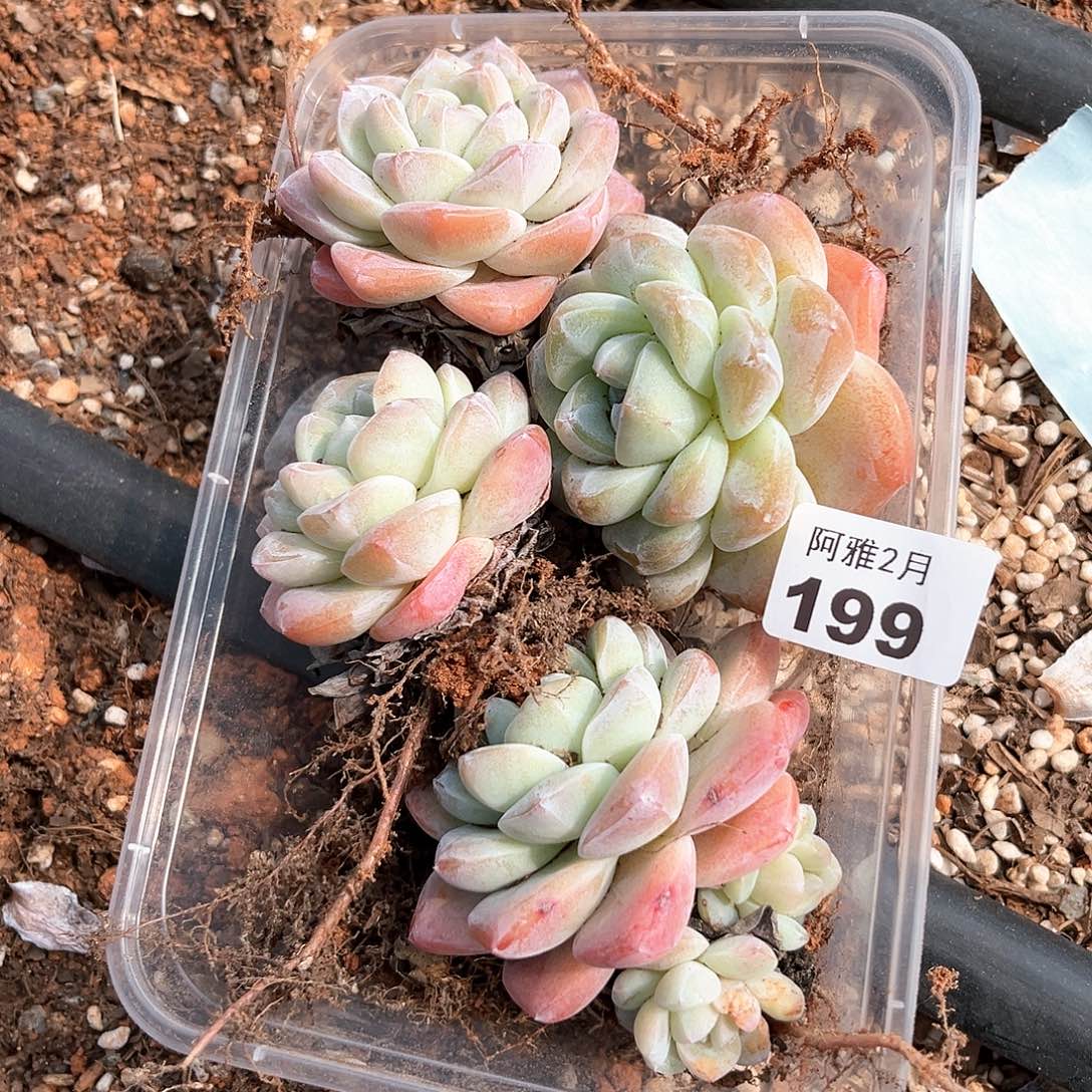 带桩发货。      199