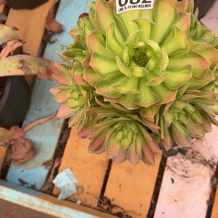 082粉体韶华掌心多肉法师锦