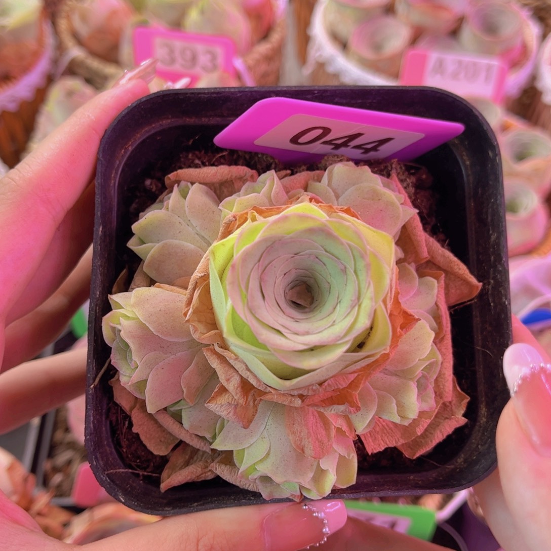 单品小玉一物一拍044