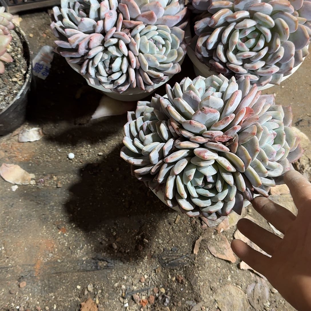 無****三个橙子一个一物一拍