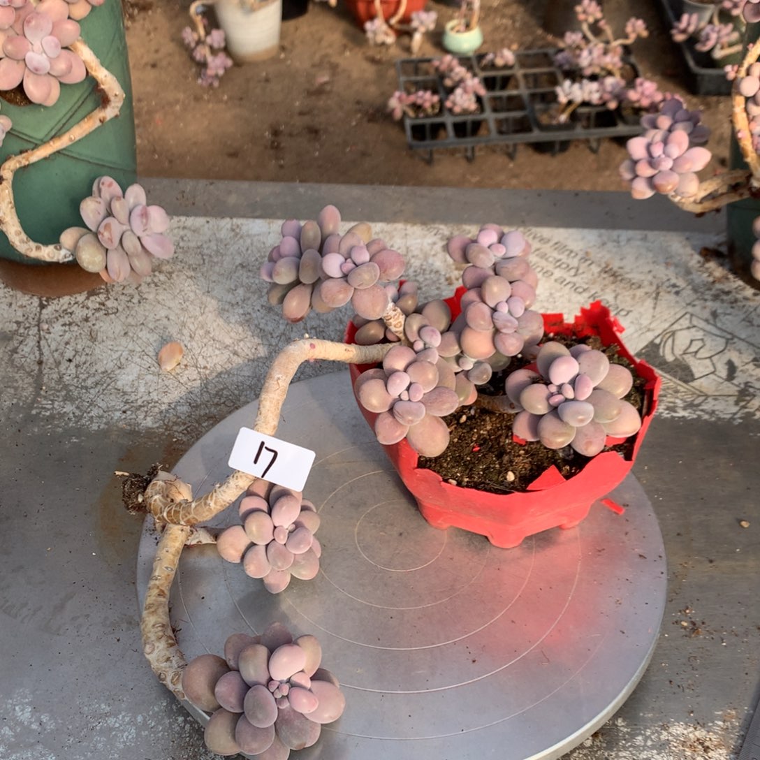 桃蛋老桩不带盆17号