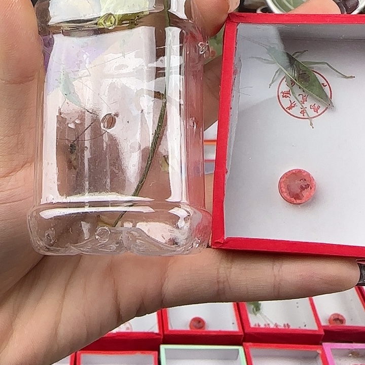深***年蟋蟀金钟加糖果各一只。  流年