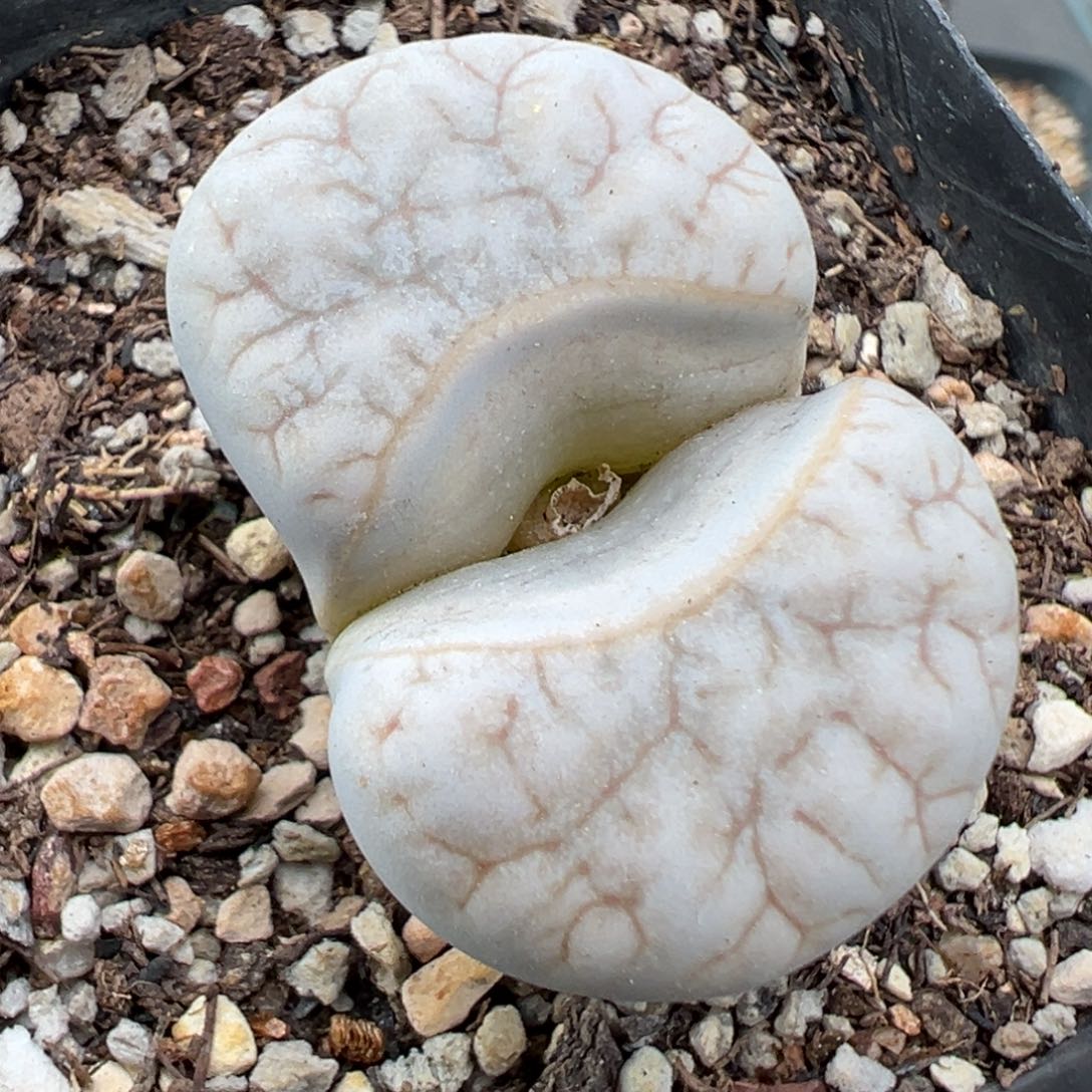 11.2好看的多肉脱土发货325